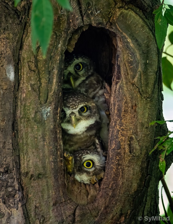 Three in the Hollow