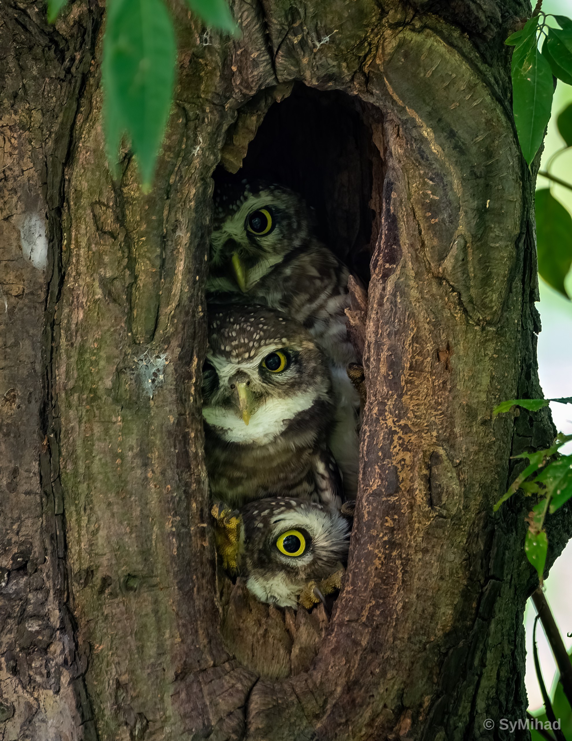 Three in the Hollow