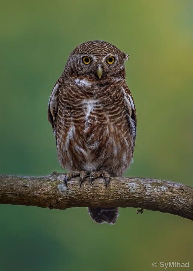 The Barred Owlet