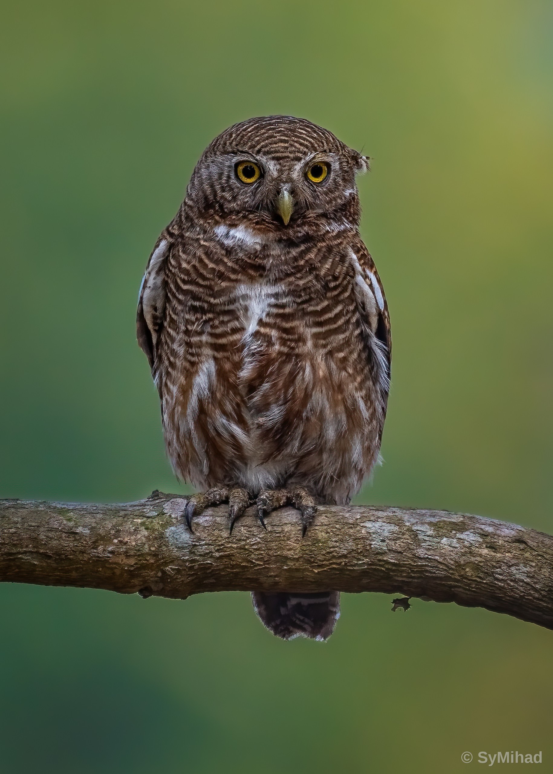 The Barred Owlet
