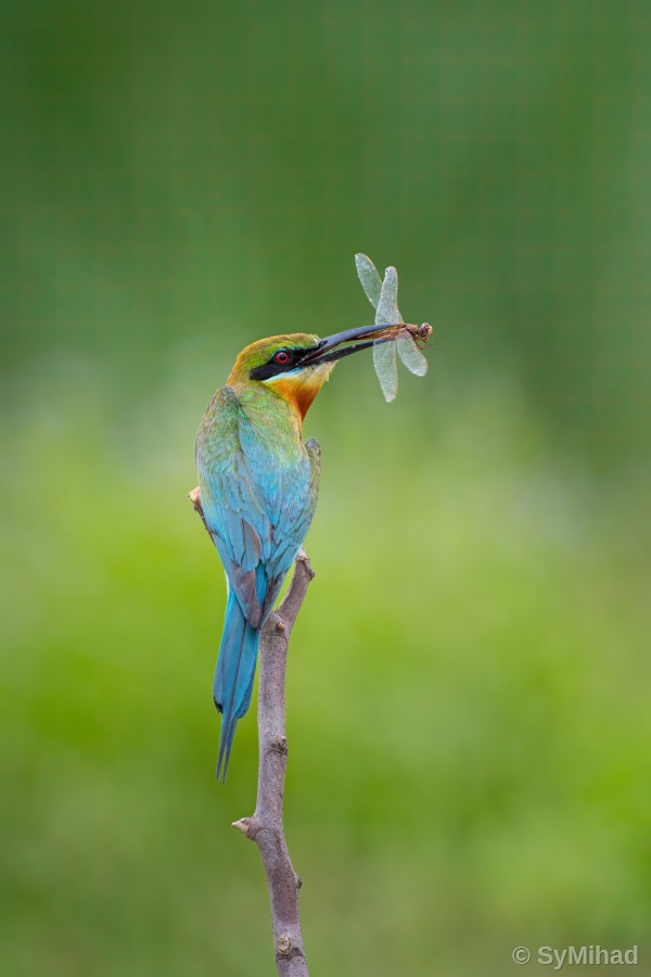 Blue-tailed, Full Body