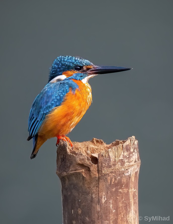 The Common Kingfisher