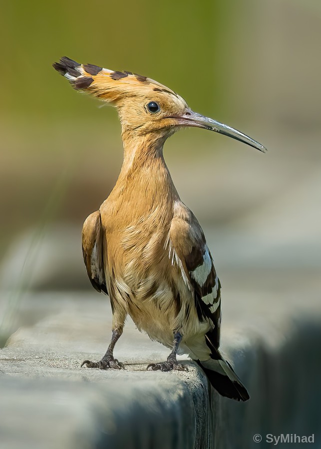 The Hoopoe's Crown