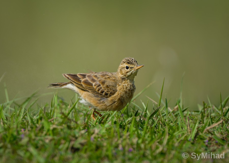 Pipit in the Grass