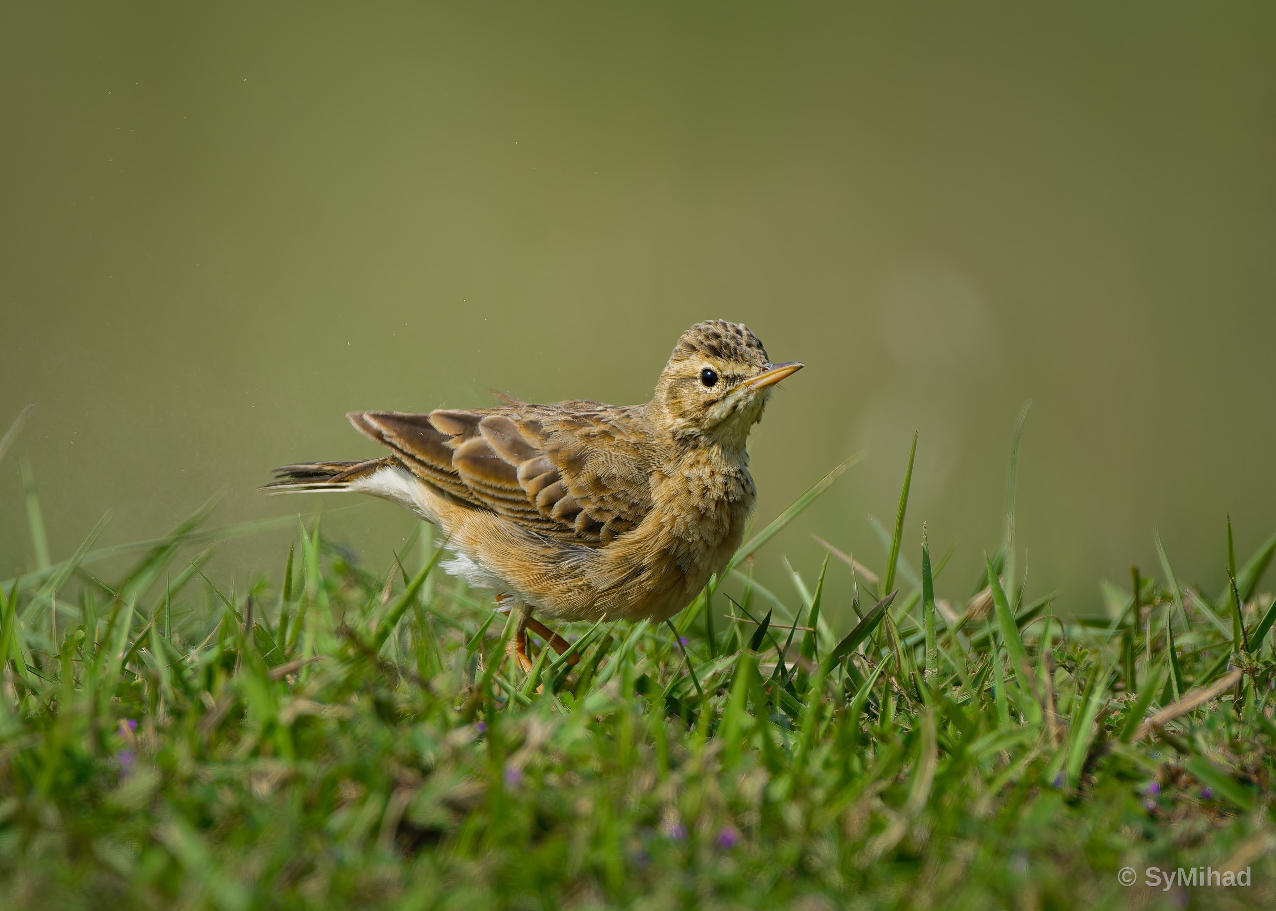 Pipit in the Grass