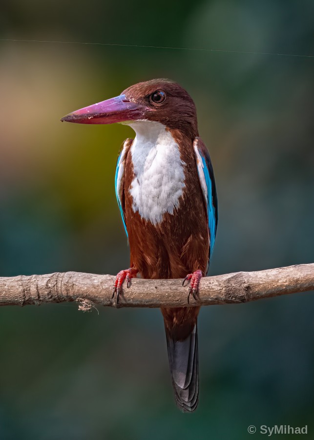 The White-throated Kingfisher