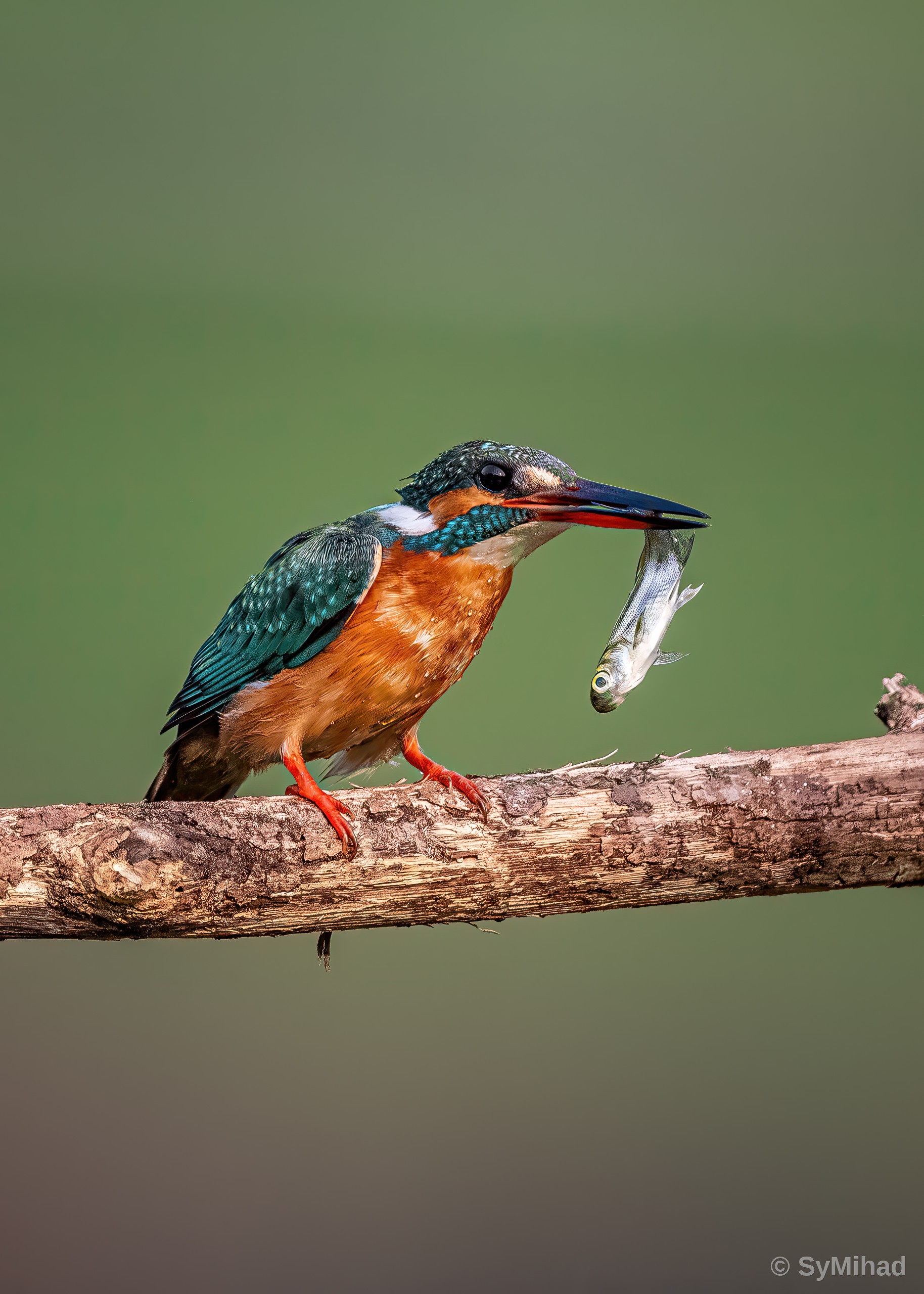 The Catch