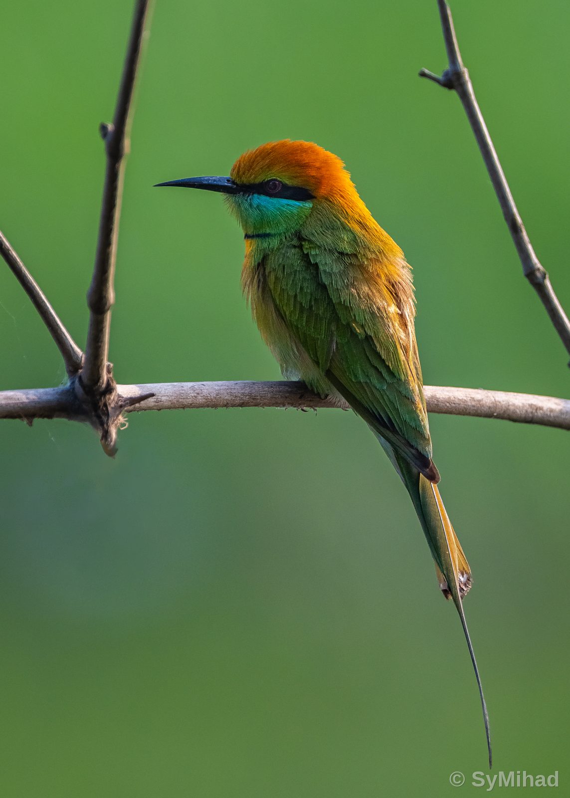 Asian Green Bee-Eater
