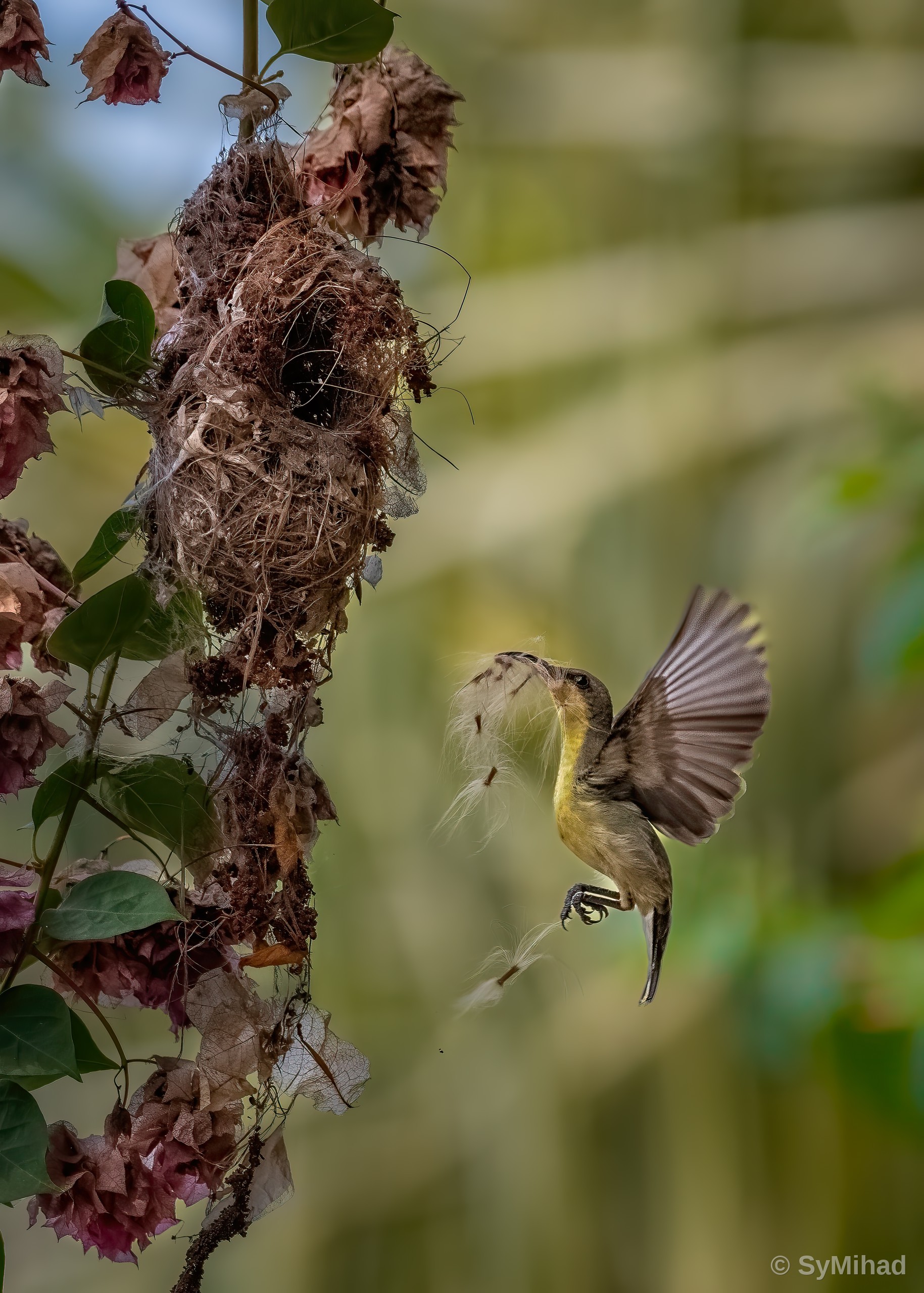 Feeding on the Wing