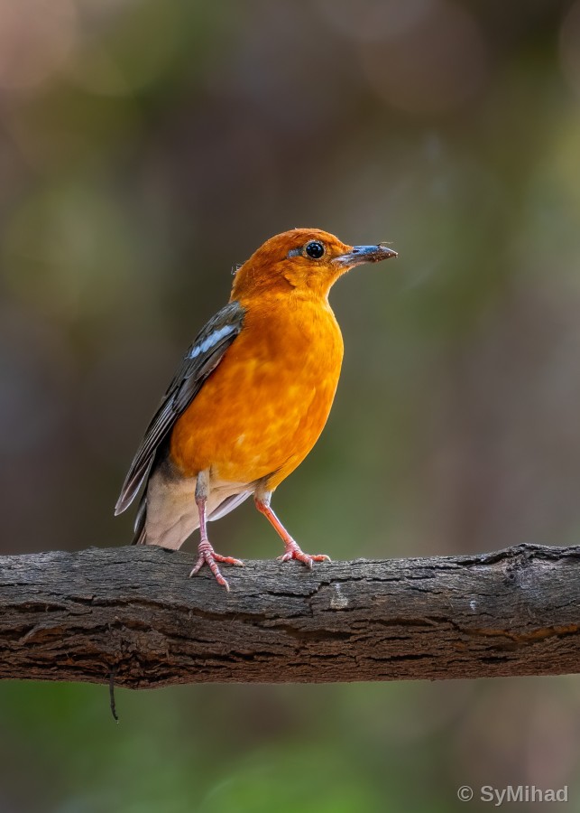 The Orange-headed Thrush