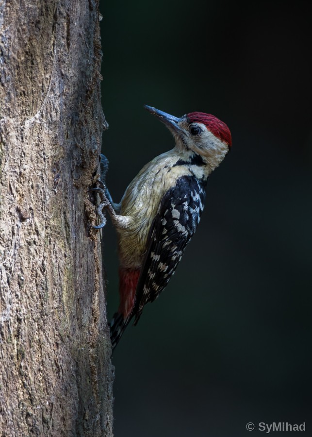 The Woodpecker at Work