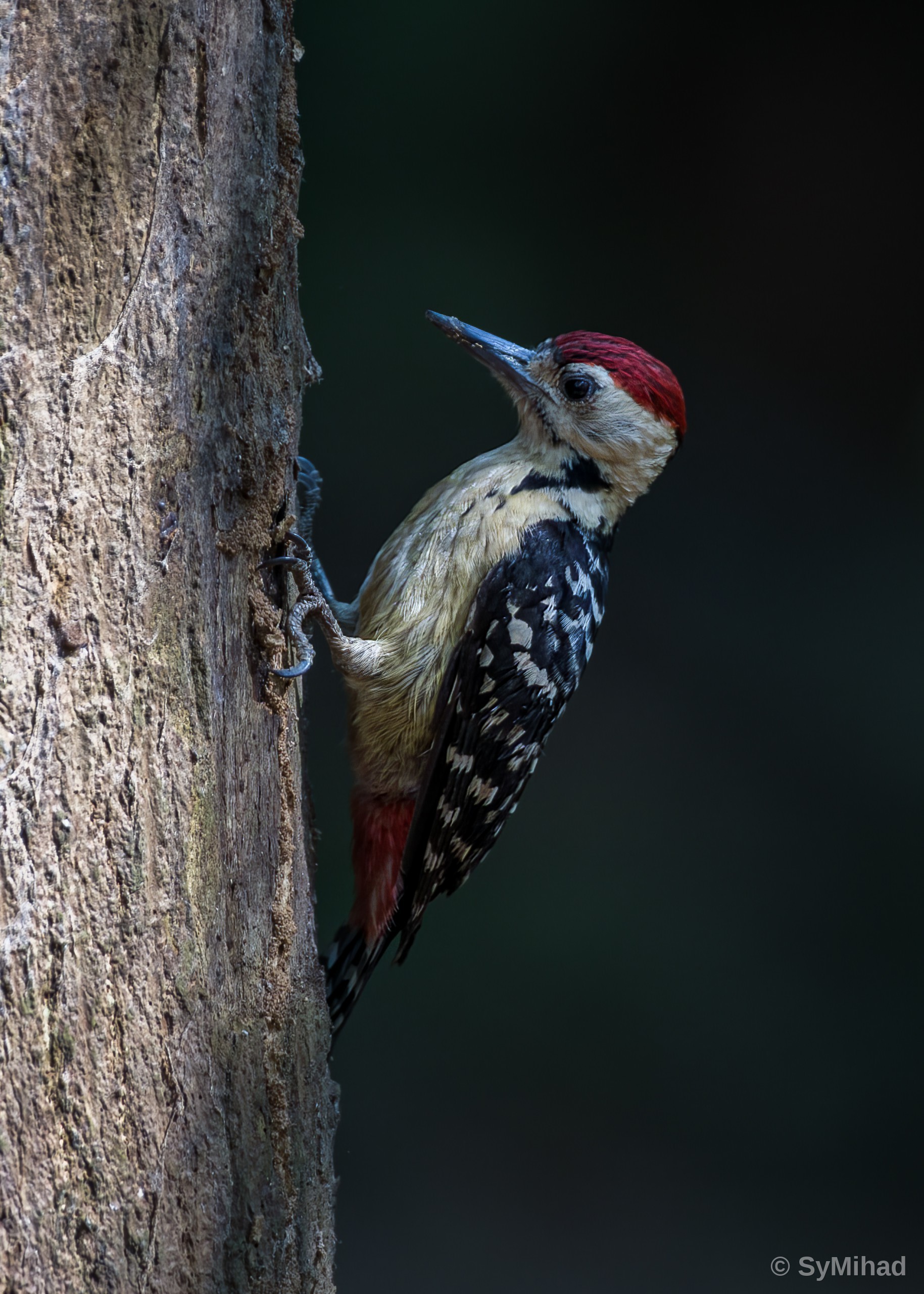 The Woodpecker at Work