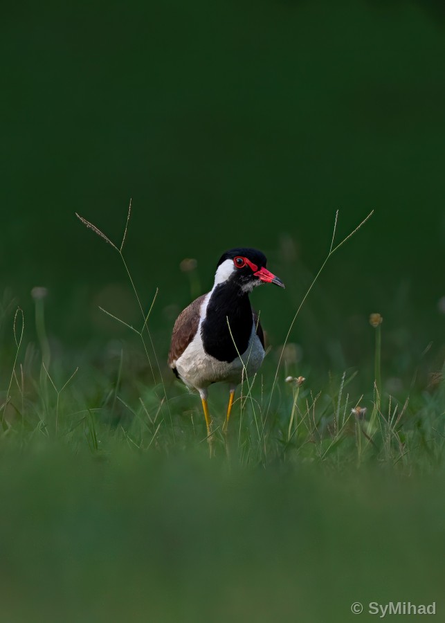 Lapwing in the Meadow