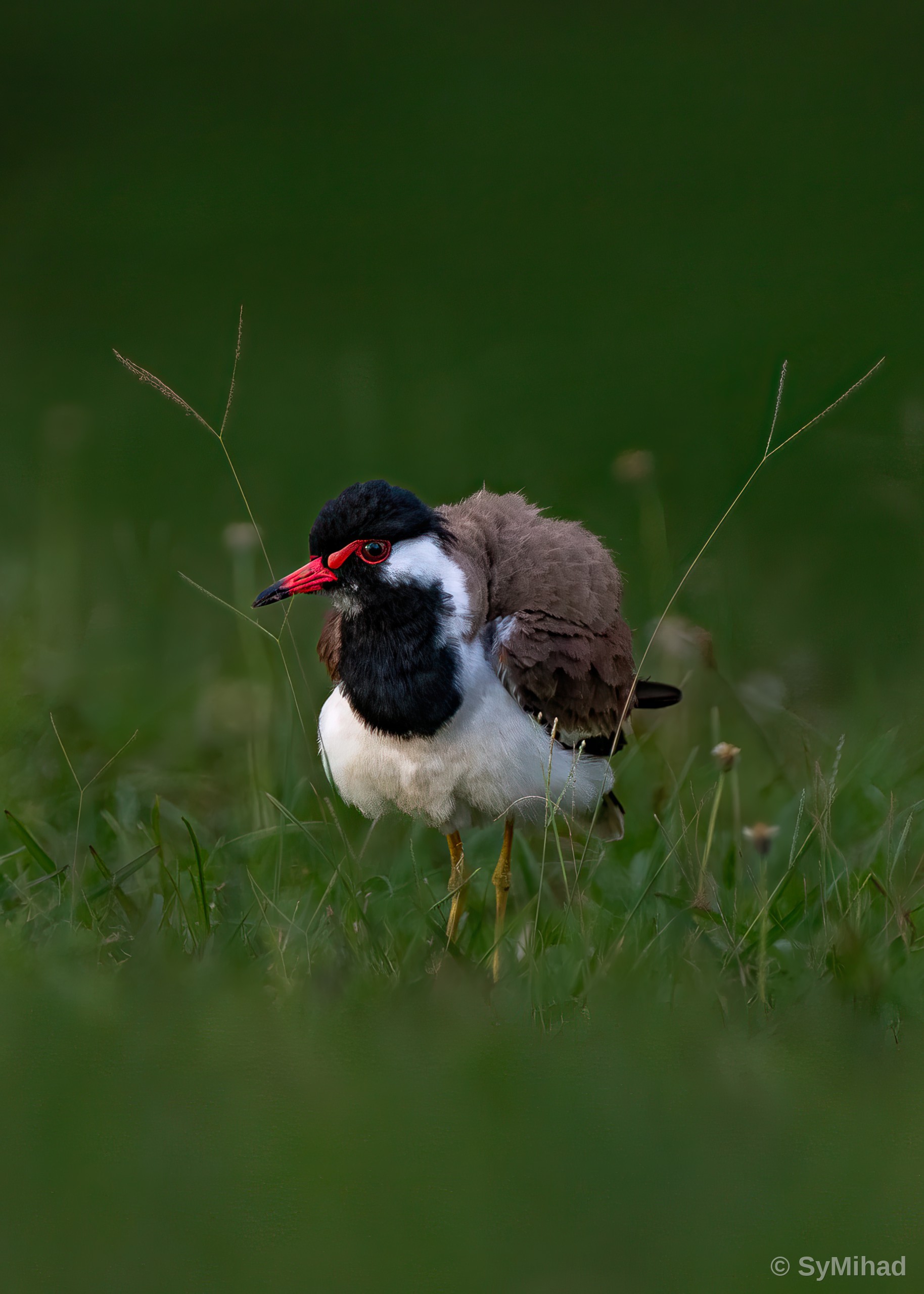 Lapwing, Hunkered Down