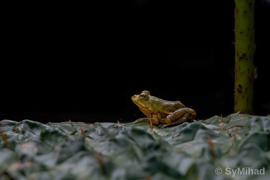 Frog on the Leaf