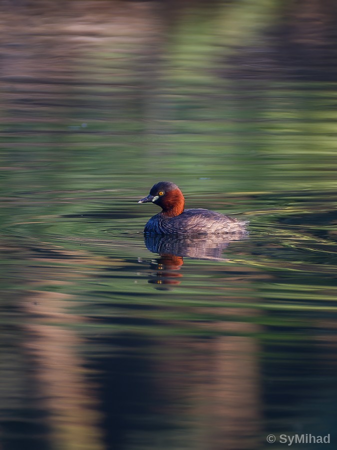 The Little Grebe (golden water)