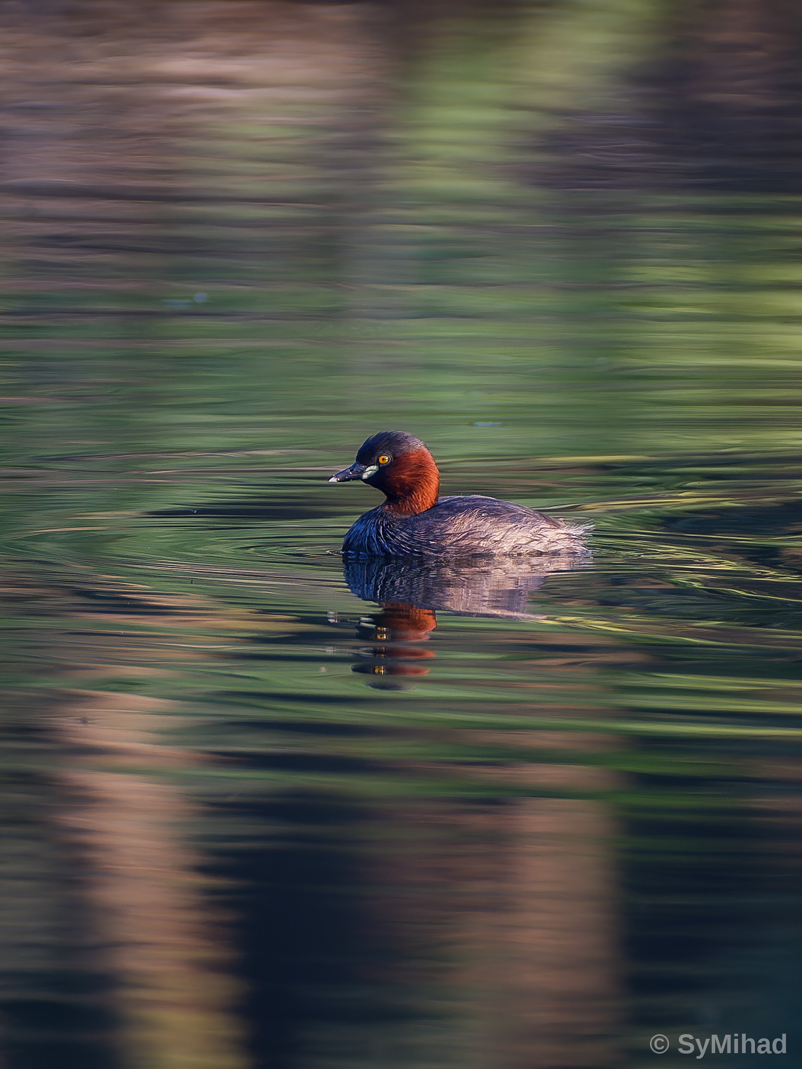 The Little Grebe (golden water)