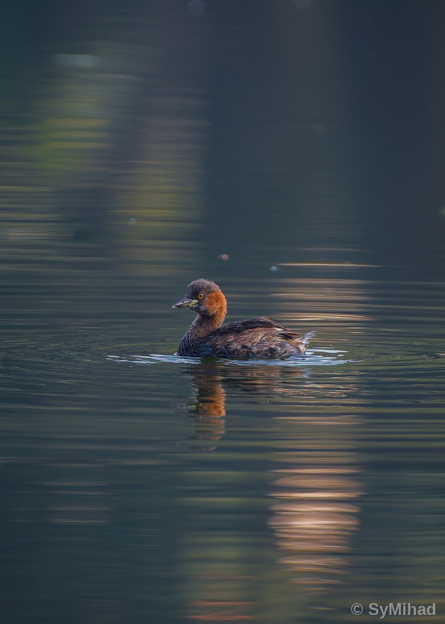 The Little Grebe (calm)