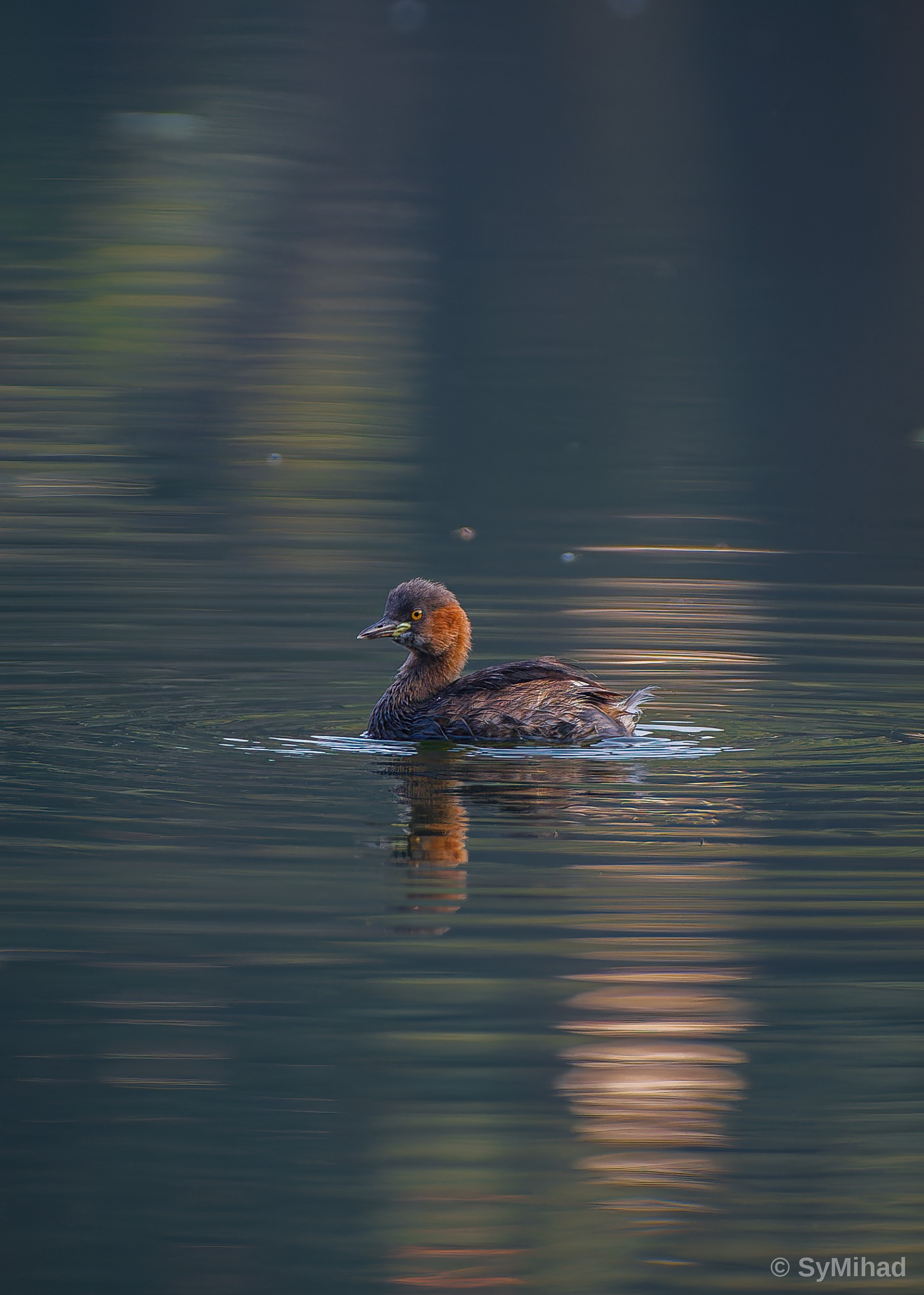 The Little Grebe (calm)