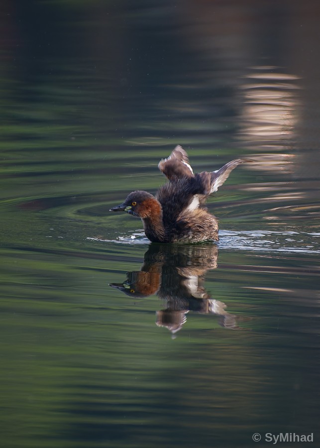 Wing-flap on the Water