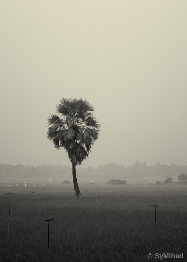 The Lone Palm in the Mist