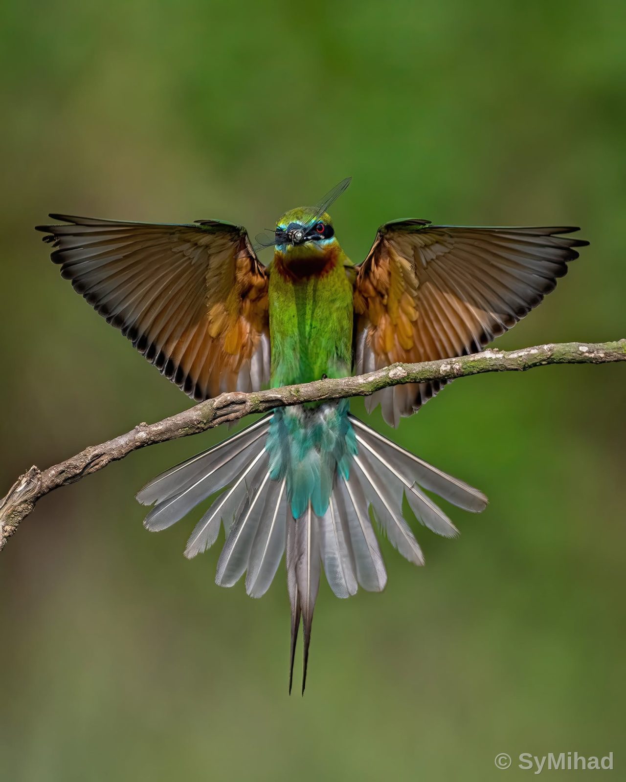 Blue-tailed Bee Eater