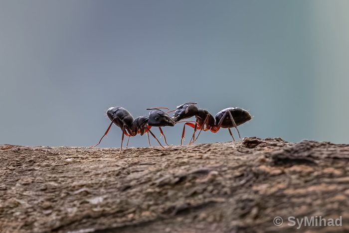 Black Garden Ants