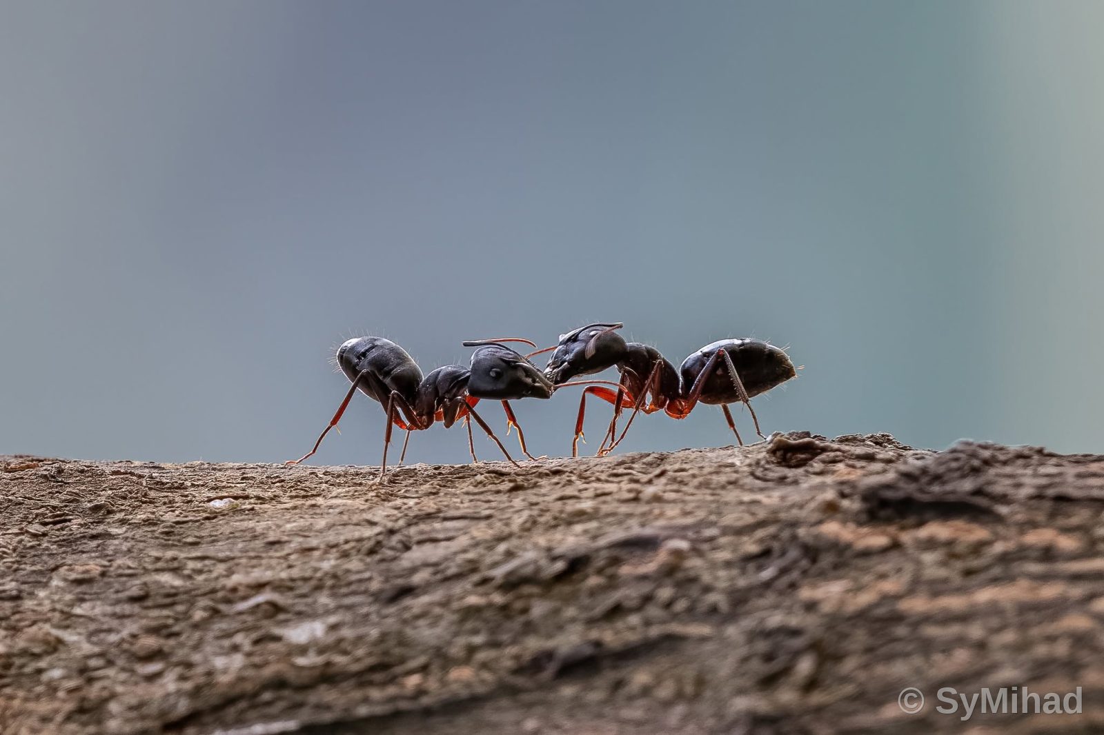Black Garden Ants