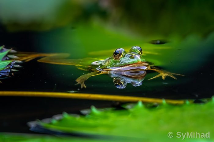 Frog
